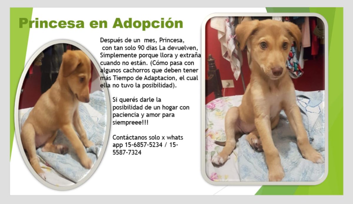 sabrimazzei's tweet photo. POR FAVOR NECESITA TRÁNSITO O UN HOGAR QUE REALMENTE LA AMEN!! @soyleomontero @Soyeleowexler @jimenadequilmes @ArqueroSinManos https://t.co/ELXWhAudY5