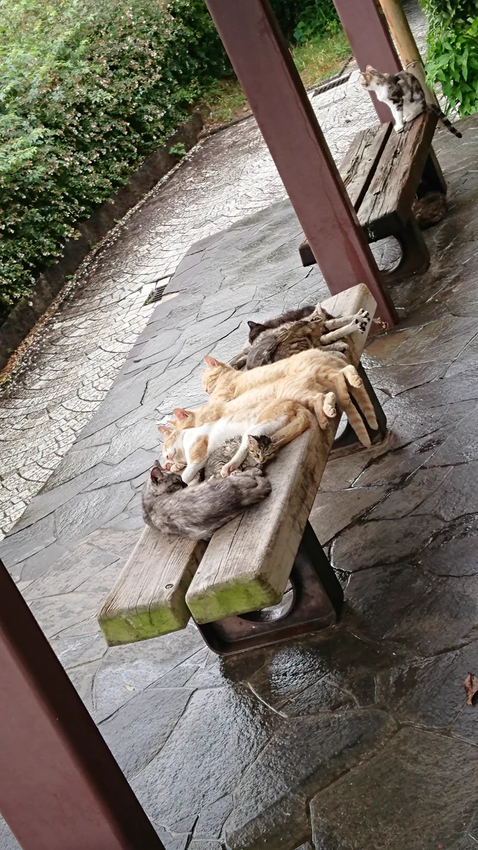 猫に大人気だなｗｗイスの上に野良猫がびっくりするぐらいたくさんいるｗｗ
