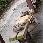 猫に大人気だなwイスの上に野良猫がびっくりするぐらいたくさんいるw