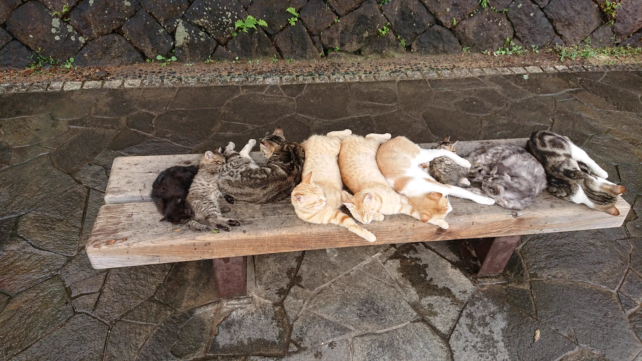 猫に大人気だなｗｗイスの上に野良猫がびっくりするぐらいたくさんいるｗｗ