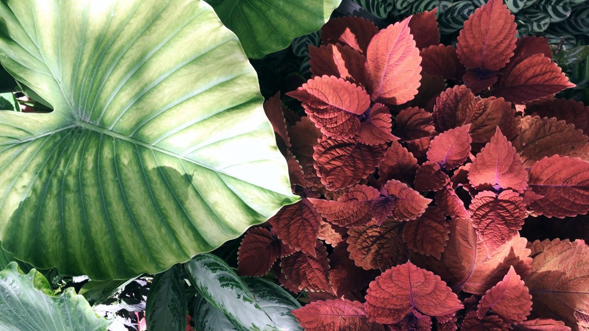 mateaar's tweet image. 🌿