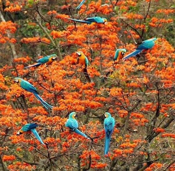 hectorrago's tweet photo. No entenderemos cómo en una ciudad como #Caracas puede ocurrir el prodigio de luces y flamboyanes y guacamayas. No todo está perdido.
Si alguien conoce al fotógrafo, por favor RT porque se merece que esta maravilla vaya de la mano de su autor. https://t.co/6WoSE0tvIi