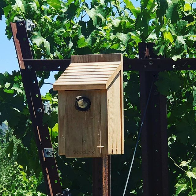 Bird box at the end of a row of grapevines @napagreen winery @honigwine #napavalleyvintners #napagreen #napa #napavalley ift.tt/2tINY3Y