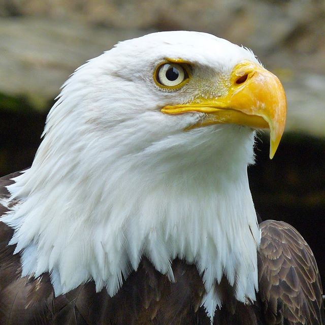 azgfd's tweet photo. July is Eagle Month! Throughout the month, we’re celebrating America’s majestic national bird. We’ll be sharing some of our favorite eagle photos, projects and stories! 🦅 https://t.co/4hihqFhFzG https://t.co/MIW37iKYJW