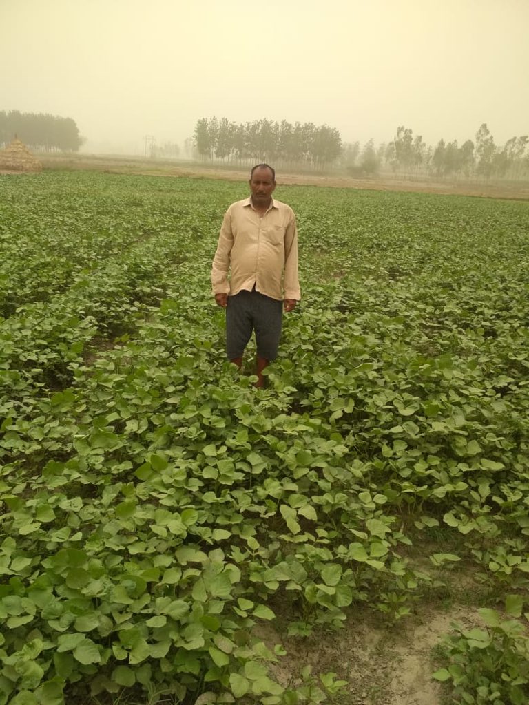 kvkynagar's tweet image. Scientific farming vs Farmer practice.. progress clearly visible in green gram fields.. need to expand it to more and more farmers. Progress made but still lot is required #DoublingFarmersIncome #PulseSecurity @icarindia @CSISAProject