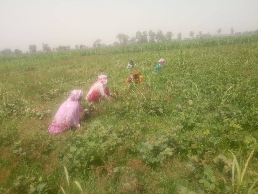 kvkynagar's tweet image. Scientific farming vs Farmer practice.. progress clearly visible in green gram fields.. need to expand it to more and more farmers. Progress made but still lot is required #DoublingFarmersIncome #PulseSecurity @icarindia @CSISAProject