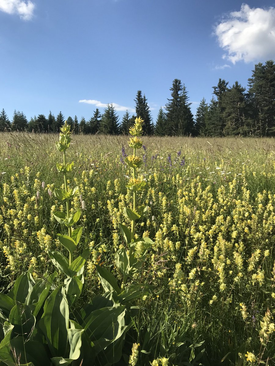 NCASTELLANI30's tweet image. Magnifique #Devoluy le plein de vitamines D 😎🌲☀️🚴‍♀️