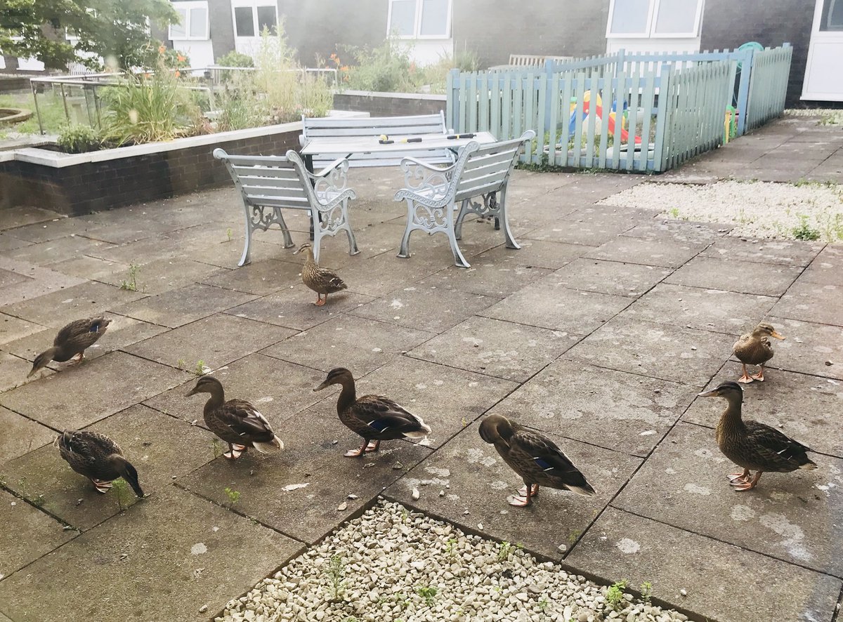#hellomynameisCheryl (@chez_hughes) on Twitter photo Mummy duck and baby ducks letting us know it’s breakfast time in the maternity garden <a href="/GEHMaternity/">GEH Maternity</a> Mummy duck and baby ducks letting us know it’s breakfast time in the maternity garden <a href="/GEHMaternity/">GEH Maternity</a>