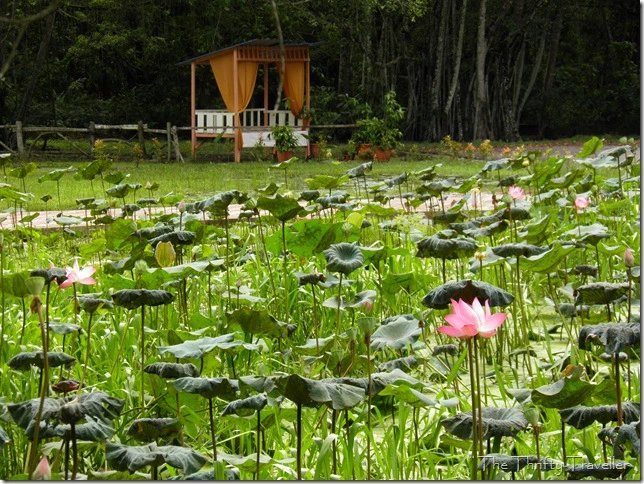 Tourism Selangor A Twitter Freshwater Fish Aquarium Park Boasts Of At Least 1500 Number Of Fishes Out Of 60 Species Such As The Aligator Gar Fish Giant Snakehead Tor Tambra Golden