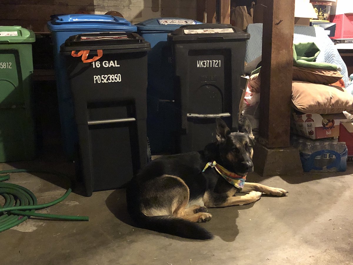 joshualkrose's tweet photo. TFW it’s 9:45pm on Sunday night and you have to sit in garage by the trash cause you just got skunked https://t.co/slJvltbG1O