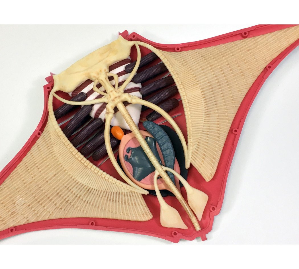 イトマキエイ 骨格標本 いのししの人 on X: 