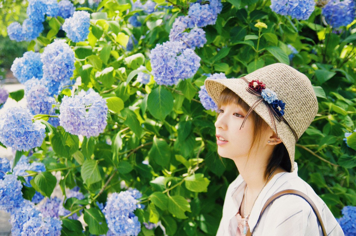 mio_64's tweet photo. 念願の紫陽花 ☺️✨

#紫陽花 #ポートレート https://t.co/dQGkf4BExv
