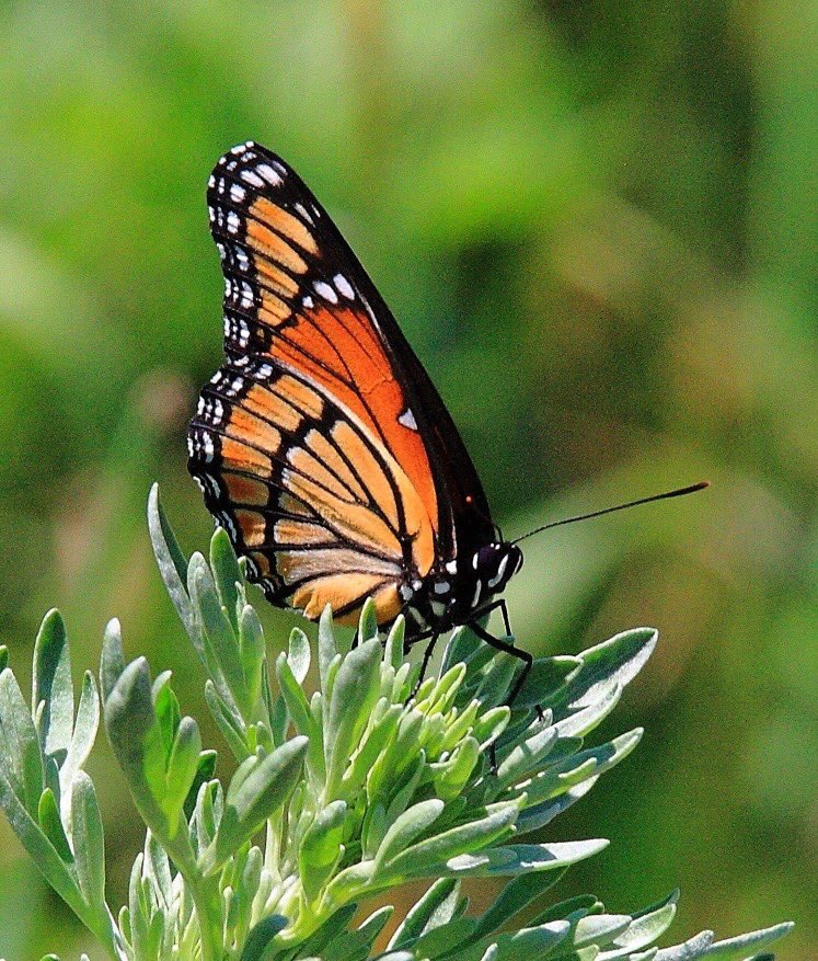 prairieguy2016's tweet photo. It’s Monarch Monday & who’s up for another Prairie Challenge? Let’s share what is your favorite prairie butterfly and why. There will be a free gift for one lucky individual. #monarchmondays #monarch #Butterflies #prairiechallenge #NorthDakota #prairie https://t.co/eGUEcuNRgZ