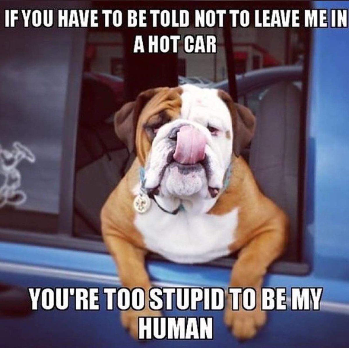 theGBbulldog's tweet photo. Please keep your #bulldogs safe this summer 🐶🇬🇧❤️ https://t.co/abNsEQo76j