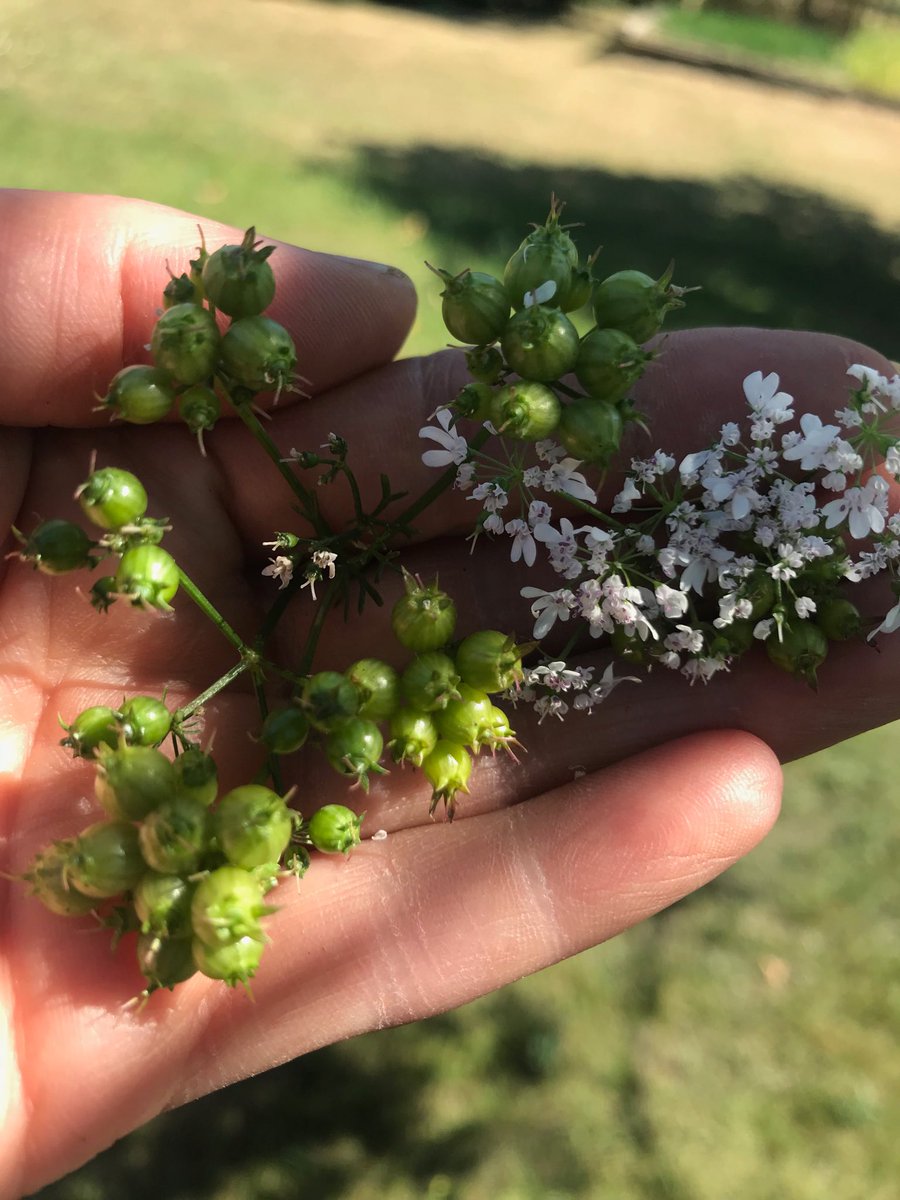 BranaganLisa's tweet photo. Amongst the bolting radishes and dried out dying herb we discovered new hidden treasures. These fresh coriander seeds are crisp, fresh and bursting with delicious coriander flavour. I think 👩🍳 👩🍳 are gonna love’em ! #edibleflowers #edibles #edibleseeds #chefs #fresh https://t.co/ASgIDcR5Xc