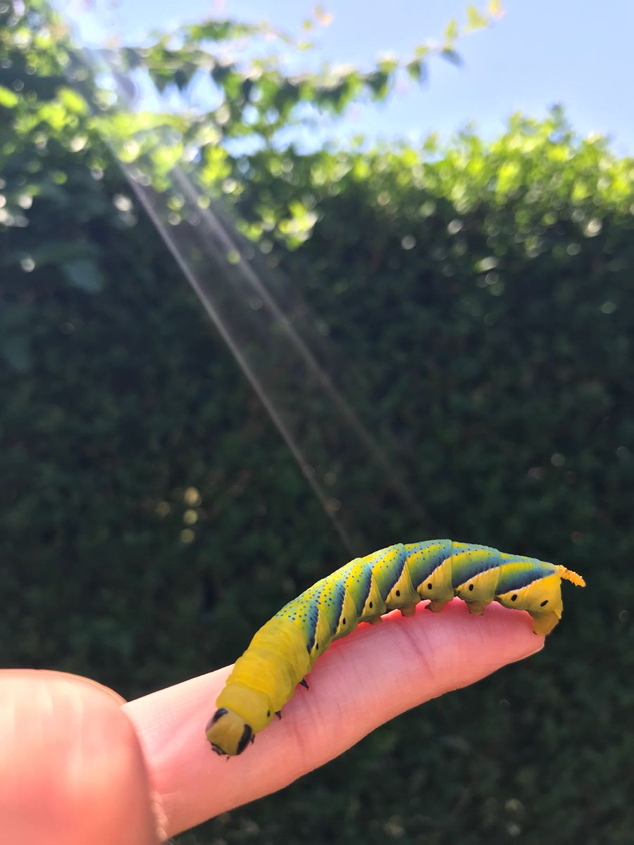 Wow! Caterpillars are growing fast!