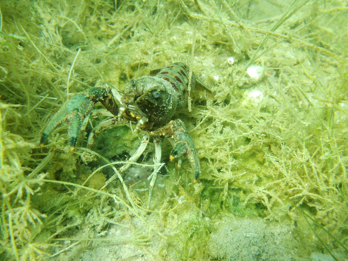 haenle's tweet photo. Einer der schönsten #Tauchplätze in #BadenWürttemberg. Mystische Tauchgänge in einer kleinen anderen Welt.
Entspannen & Energie Tanken mit kleinen Krebsen 🦀, Rotfedern 🐟, einer Ringelnatter, Hechten & Karpfen.
Ich liebe es Unterwasser zu relaxen. 😎
#LeaveOnlyBubbles👌🤙 https://t.co/CApY5bmvqb