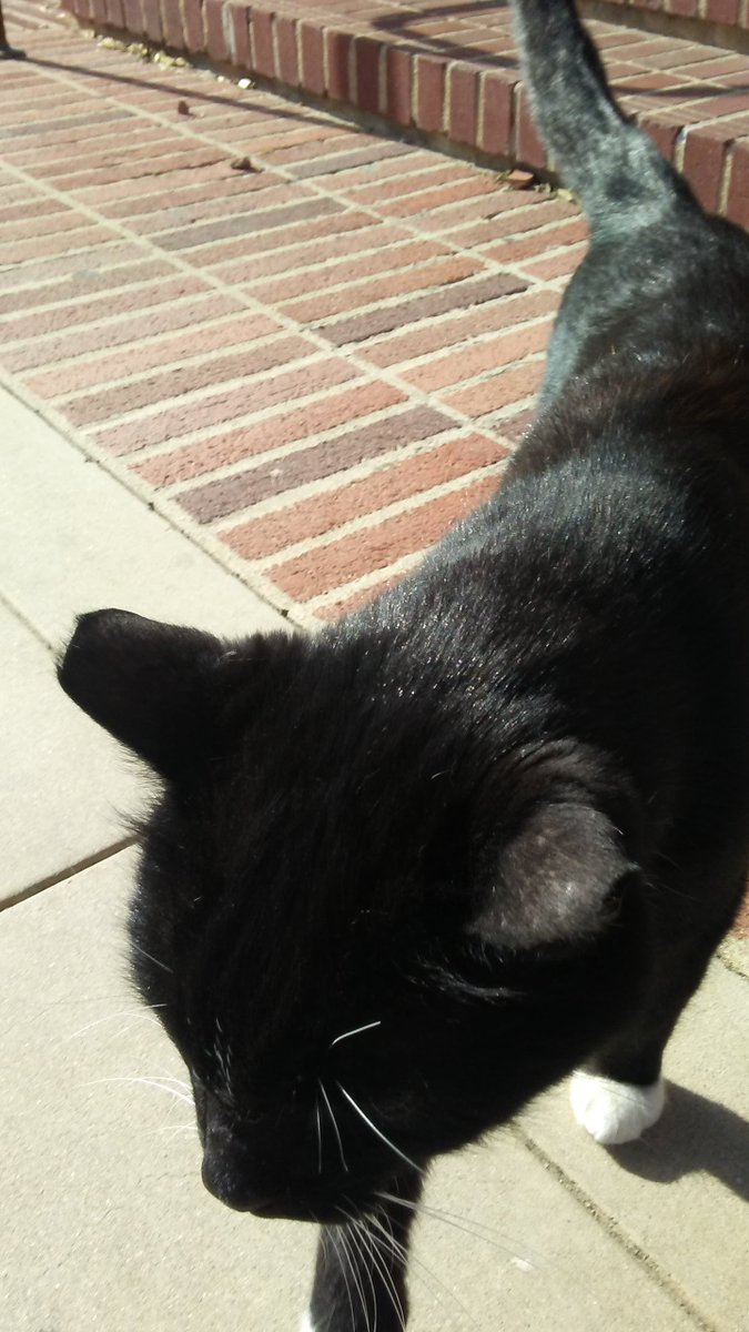sequoia_meadows's tweet photo. When you keeping coming across Powell Cat and you're allergic to cats so you don't want to pet it but you at least want to take a picture but the cat won't hold still and keeps trying to rub against your legs and you're trying to back away like I'M SORRY I CAN'T https://t.co/LHqGVc9Mvj