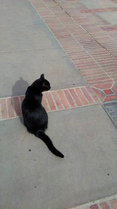 sequoia_meadows's tweet photo. Meow. https://t.co/cpodq0NoRX