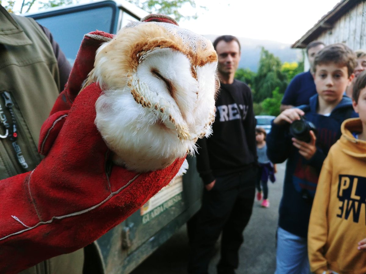 Basozainak_Gipu's tweet photo. #Basozainak "Arrano etxea" errekuperazio zentroan osatutako #Urubi eta #HontzaZuri 🦉🦉gazteak askatzen. Ekitaldi irekiak #ingurumena ezagutarazteko eta herritarrak kontzientziatzeko. #StrixAluco #TytoAlba https://t.co/AnYgyPWffN