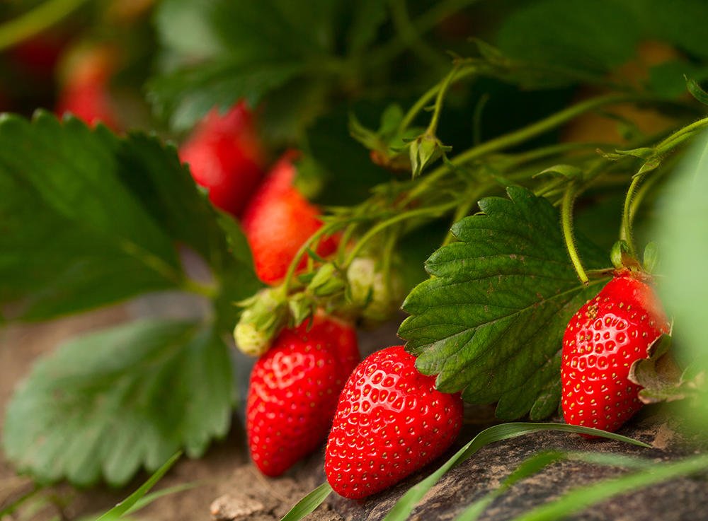 dobbies's tweet photo. Wimbledon begins today and we've got our strawberries at the ready. Will you be tuning in? 🍓🎾 #wimbledon2018 #wimbledon #tennis #strawberries https://t.co/mE28bjHlaP