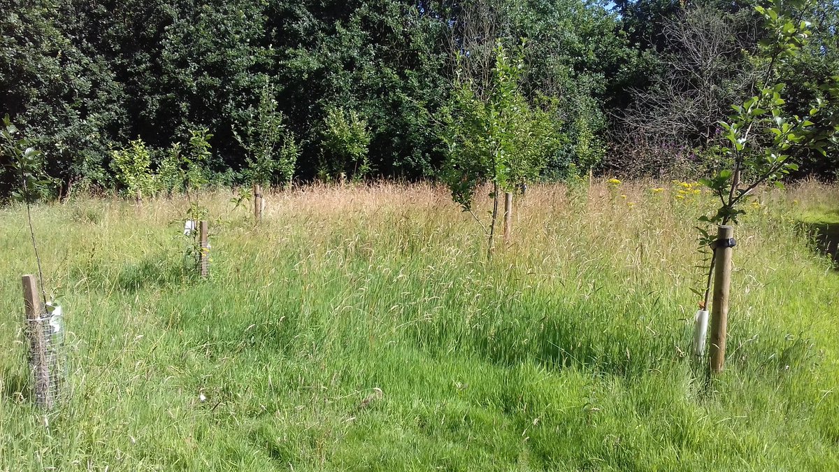AdamLinnet1's tweet image. Scything in an orchard planted with @HelpBritBloss on #MirrleesFields in #Stockport Also spread some wildflower seeds into bare patches to make the site better for wildlife in the years ahead.  Should also get some edible fruit from it this year for the first time!