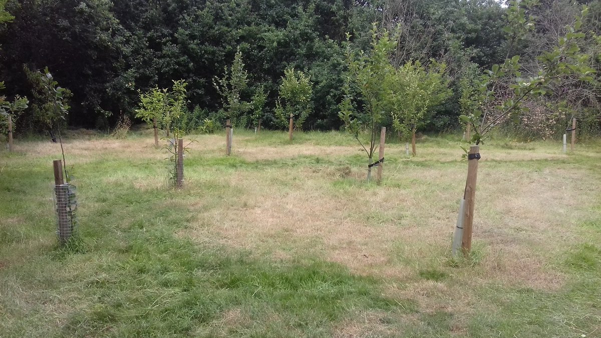 AdamLinnet1's tweet image. Scything in an orchard planted with @HelpBritBloss on #MirrleesFields in #Stockport Also spread some wildflower seeds into bare patches to make the site better for wildlife in the years ahead.  Should also get some edible fruit from it this year for the first time!