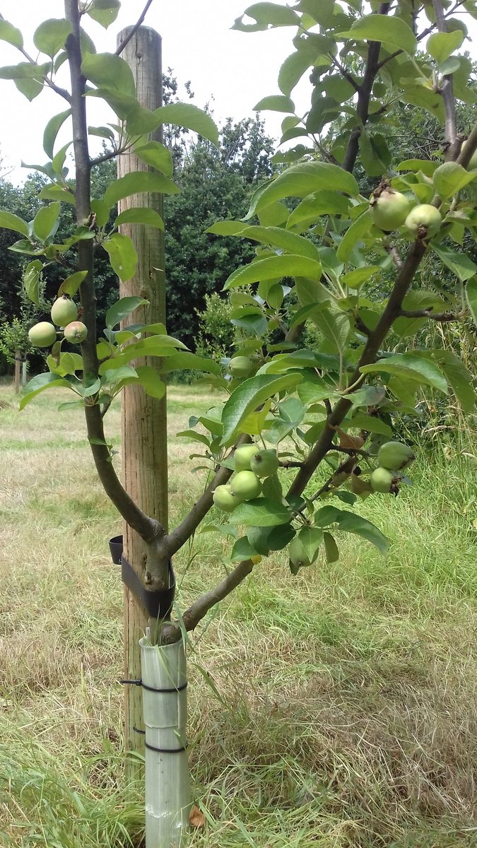 AdamLinnet1's tweet image. Scything in an orchard planted with @HelpBritBloss on #MirrleesFields in #Stockport Also spread some wildflower seeds into bare patches to make the site better for wildlife in the years ahead.  Should also get some edible fruit from it this year for the first time!