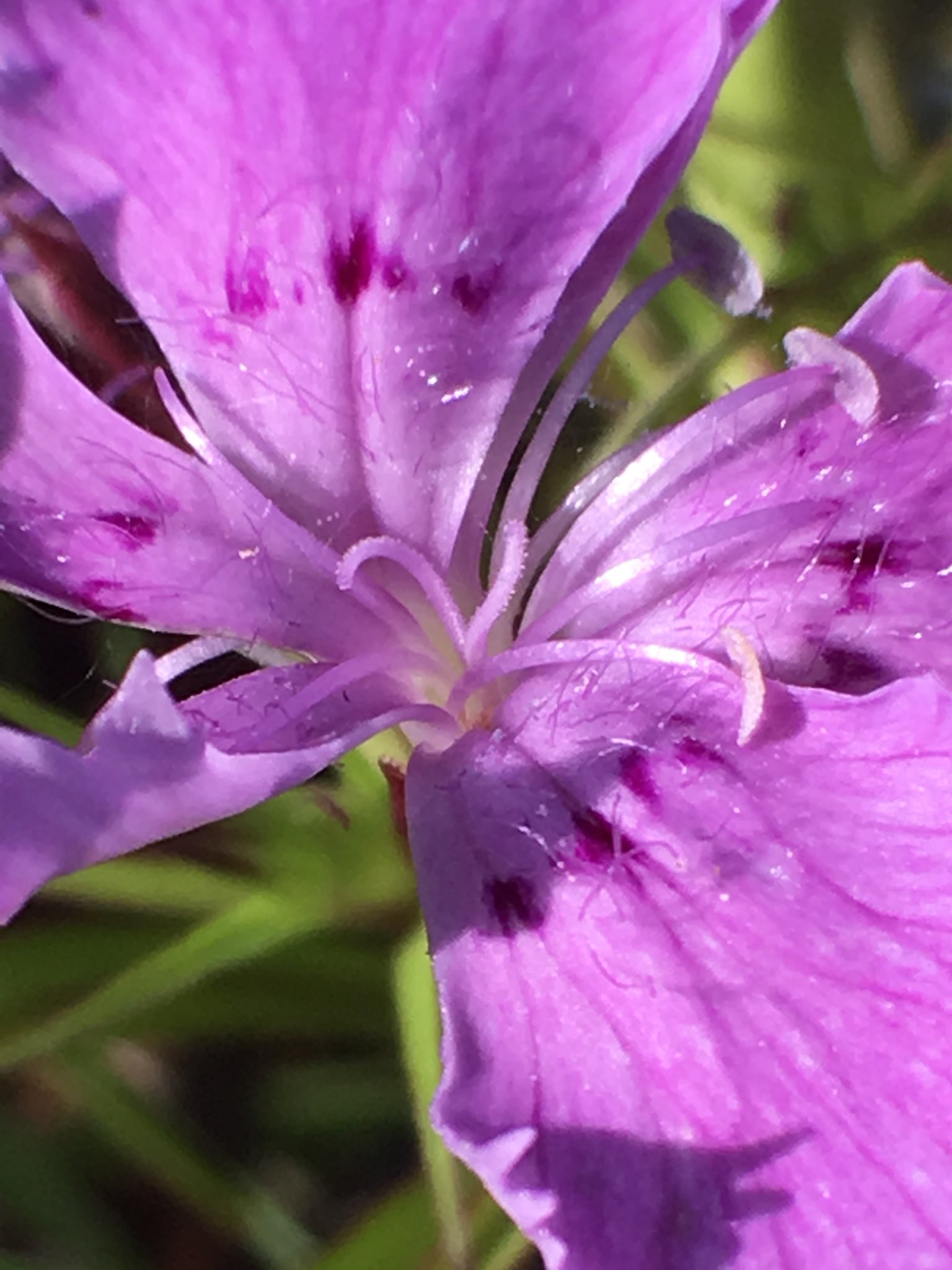 白山高山植物園公式ツイッター シナノナデシコ が見ごろになっています よく見ると一つの花序の中に雄花 雌花 両性花が混じっていることが多いようです 結実率はあまり高くなく 多数の花をつけるわりにはタネが少ししかとれません 毎年 タネまき