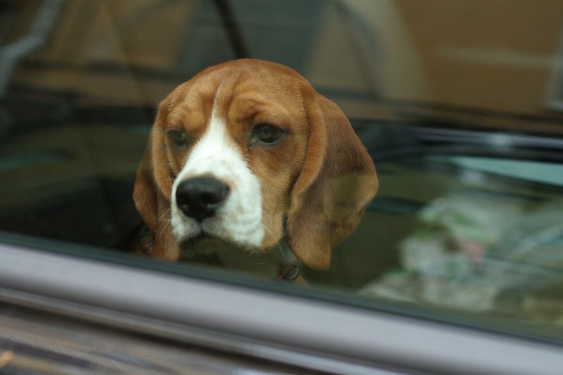 GossipRoomOff's tweet photo. Sachez qu’à cause de la chaleur actuelle, de nombreux chiens sont morts, enfermés dans les voitures de leurs maîtres. Si vous voyez un animal enfermé, vous avez le droit de casser le carreau. Ne soyez pas bêtes et n’enfermez pas vos chiens sous une telle chaleur ! 😭 https://t.co/ufdlYlbF2h