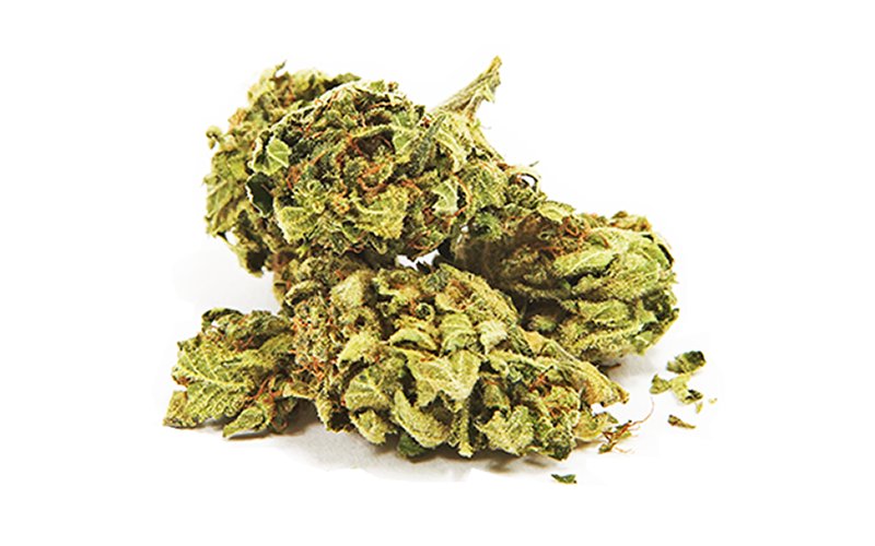 magicalweed_it's tweet image. Cookies Kush - magicalweed.com/cannabis-legal… #CannabisCommunity #CannabisNow #cannabislight #cannabislegale #cbd #cbdoil