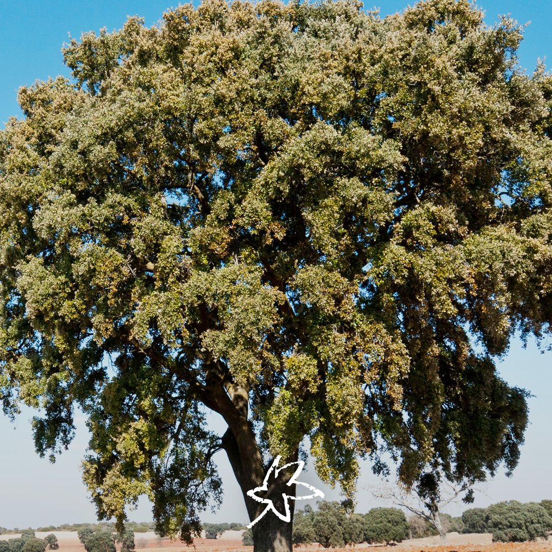 ¿Sabías que la #encina es uno de los mejores combustibles? Es #madera dura, se #quema más despacio y es más #calorífica que la madera blanda de las coníferas, que se quema muy rápidamente, pero produce #chispas que pueden llegar a ser muy peligrosas.🌳