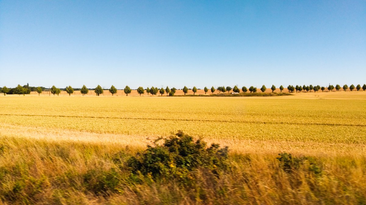 DonLockeLocko's tweet photo. Die Magdeburger #Boerde ist wenigstens im Sommer nicht so grässlich, wie viele meinen. https://t.co/SrVqlkuL49