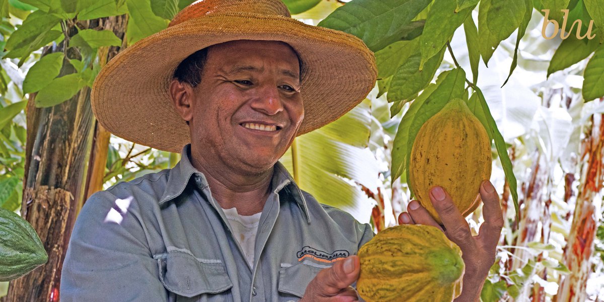 Blu_Chocolate's tweet image. We are bringing the best of Cocoa beans to lure your taste buds.
RT if you are excited to have them?

#Cocoabeans #chocolate #chocolates #Jungle #junglevibes #Peru #BluChocolate