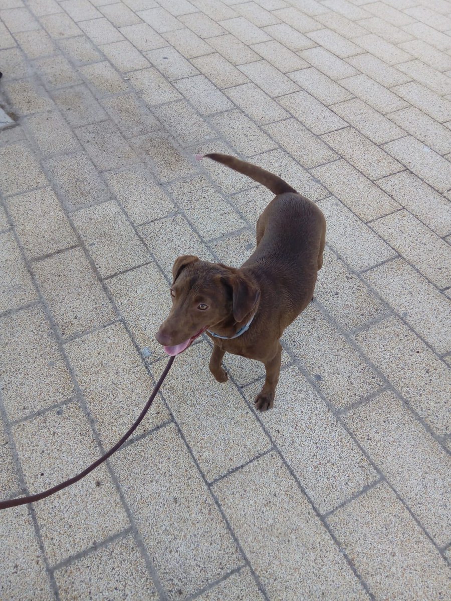 BrusBusca's tweet image. Hola chicos !! Aqui dando un paseo, sigo buscando una familia que me de amor, de momento estoy en una casa de acogida pero necesito una familia que me quiera #brusbuscafamilia #brus #AdoptaNoCompres