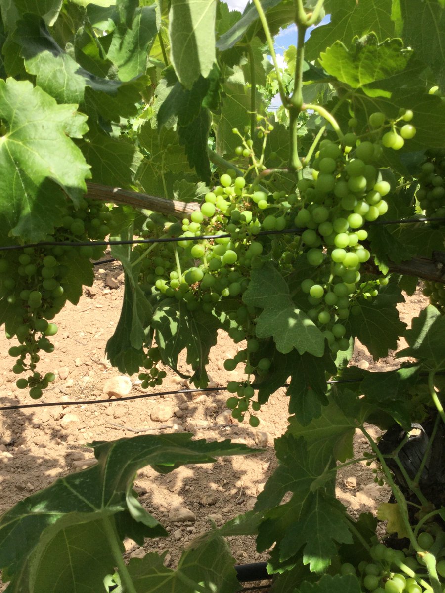 EMainetes's tweet photo. Viendo crecer y desarrollarse la nueva cosecha 2018 en @EMainetes 😍🍷🍇
#cratera #enoturismo #ecoturismo #bodega #vino #winelovers #FelizLunes https://t.co/cg2vwfOOUU