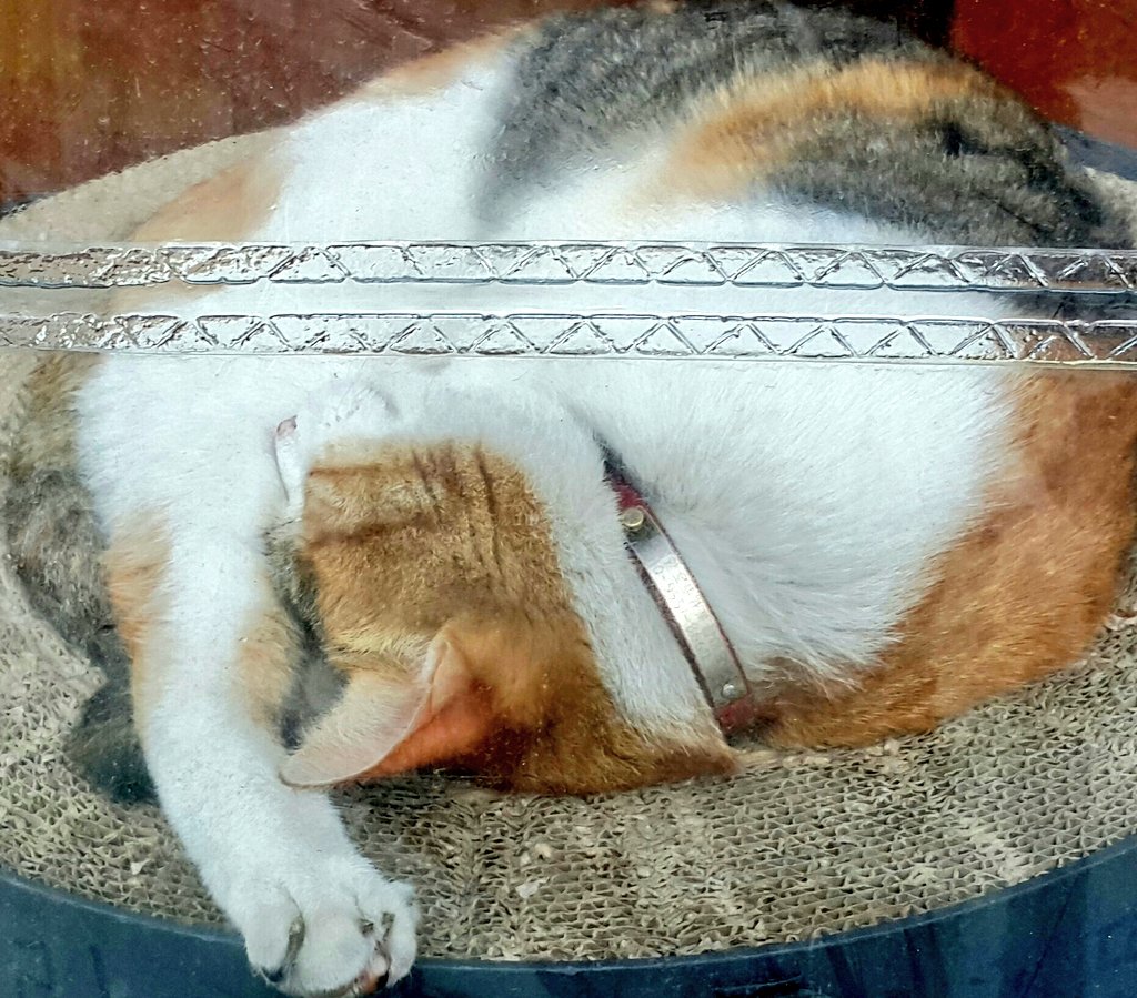 catpleasecatcat's tweet photo. 💖알티 부탁드립니다💖

😿고양이를 찾습니다😿
문래역 인근에서 사라졌지만 시간이 많이 지나 멀리있을수있습니다

발견하시게되면 잡으려고 하지 마시고 사진을 찍은 다음 디엠 부탁드리겠습니다

문래역 인근입니다 묘주님이 꼭 고양이를 찾게되셨으면 좋겠습니다 꼭 지나가시면서 알티부탁드립니다 https://t.co/Zl8Ie8f3pW