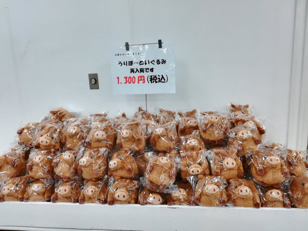 神大うりぼーのぬいぐるみ、再入荷しました！ 写真は鶴甲第1