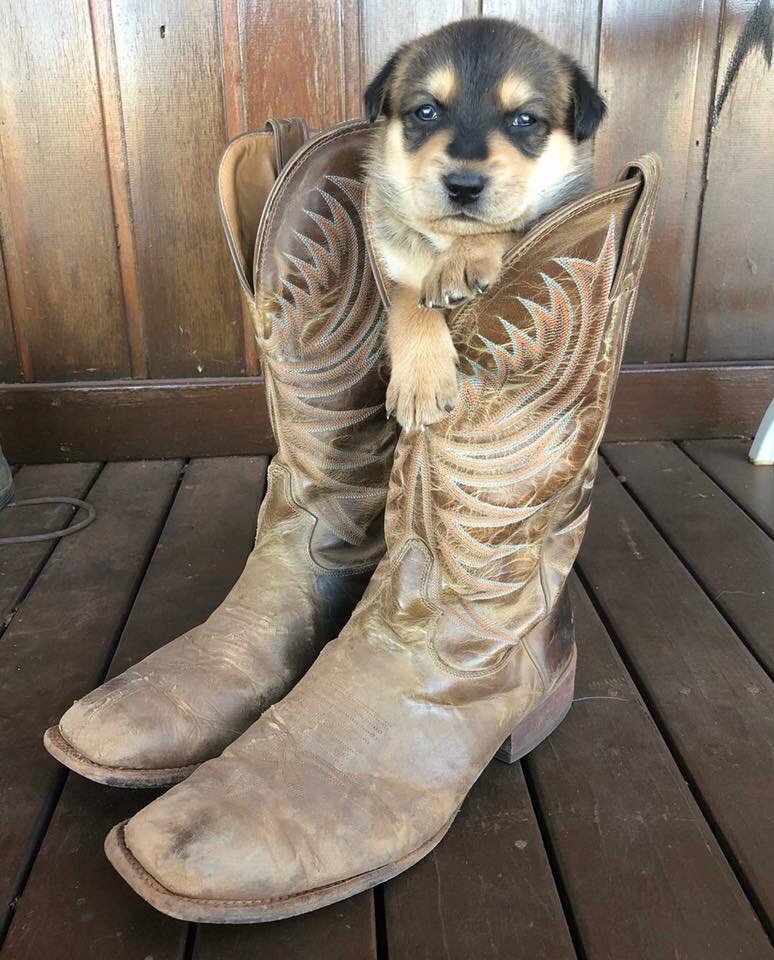 AllingtonsO's tweet photo. This little baby is just rocking the boots and melting hearts ๐ ๐ญ ๐ ๐ถ
----------------------
Photo Cred: Lachy Thompson > Dogspotting
#allingtonsoutpost #countrylife #countryclothes #workwear #westernwear #pupperinaboot #toocuteforwords #cutepuppy #meltinghearts https://t.co/9KtP4jKevR