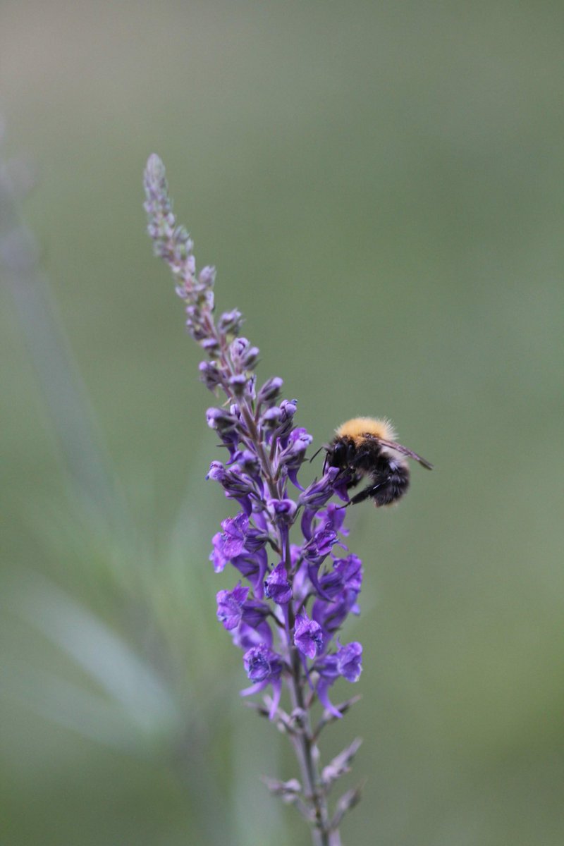 jannibele's tweet photo. The #Linarias I sowed a couple of years ago have become a favorite, also for the #bumblebees https://t.co/dnvGNddRVD