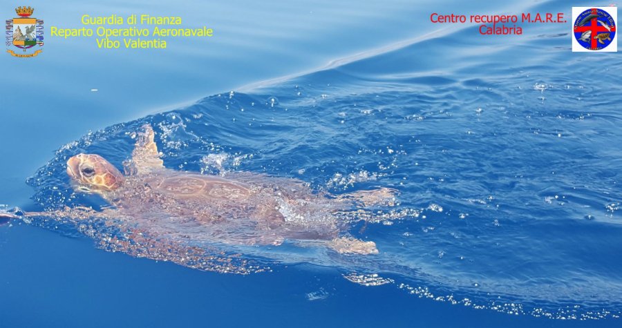quicosenza's tweet image. Tartaruga di 40 chili soccorsa a #Cetraro, dopo le cure #Finny torna in mare quics.it/finnytartaruga
