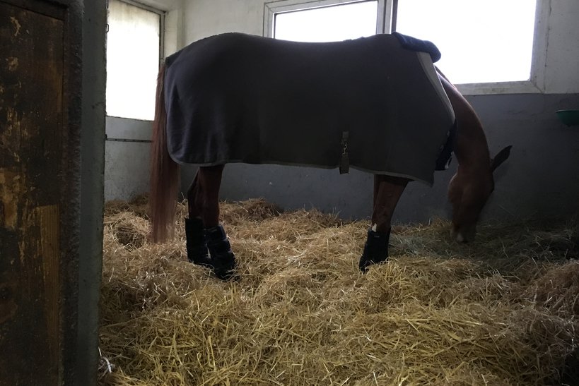 staybler's tweet photo. Lors de votre prochain voyage en Côte d'Or, les Ecuries du Varain vous ouvre leurs portes ! Pour seulement 20€, votre cheval sera logé en box de paille avec possibilité d'accès à toutes les infrastructures ainsi que 5 repas par jour (2x foin, 3x granulés)
https://t.co/fcyKVyyqhX https://t.co/b2i73zD23G
