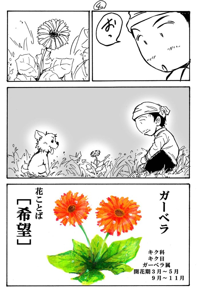 花漫画②(ガーベラ)
おっさんと犬のガーデニング漫画。
趣味の漫画です。
#ガーデニング #花言葉 