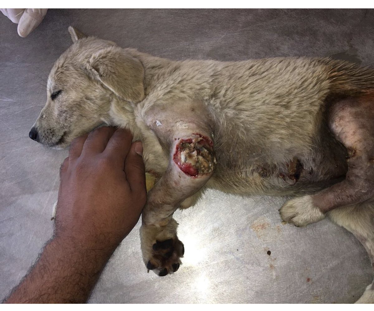 banuaydn13's tweet photo. Uyuyan bir yavru köpeği silahla bacaklarından vuran şerefsiz HESAP VERECEKSİN !
Lütfen herkes BİMER/ CİMER şikayetçi olun Hayvan,çocuk,kadın  istismaları BİTSİN artık  ! Kuzey’i vuran; 
İbrahim Ay 
Mardin Mazidağı İlçesi,
Ömürlü Köyü.
Lütfen paylaşın.. https://t.co/sfctcADFJd