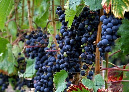 vinelivescom's tweet photo. Too hot? #vines love it !  Warmth in their flowering &amp; now heat, make for a future bumper, quality crop  There are 500 commercial #vineyards in the UK now, 3 times more than in 2000. Better grapes means excellent #sparklingwine but now also huge potential for still wines as well! https://t.co/cOm8viZZOC