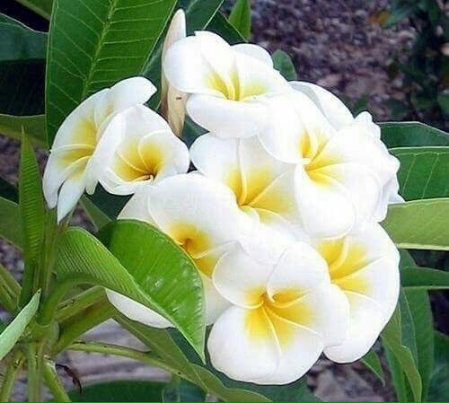 R_o_7_N's tweet photo. ✰‿✰⌒🌺🍃🌺⌒✰‿✰
صدري فضاء مفتوح للطير🍃والغير
نصفه سماصافي ونصفه🍂سحابه
،رفرف وبلغ ما يلي ..🍃معك يا طير
من جاء هلا ومن راح  يامرحبا🍂 به
  ✰‿✰⌒🌺🍃🌺⌒✰‿✰

#نويدر_للدعم    💕🎼🌺🍃
#تويتر_ستار_للدعم💕🎼🌺🍃
#روح_الياسمين💐 https://t.co/W8wQ3OYlx7