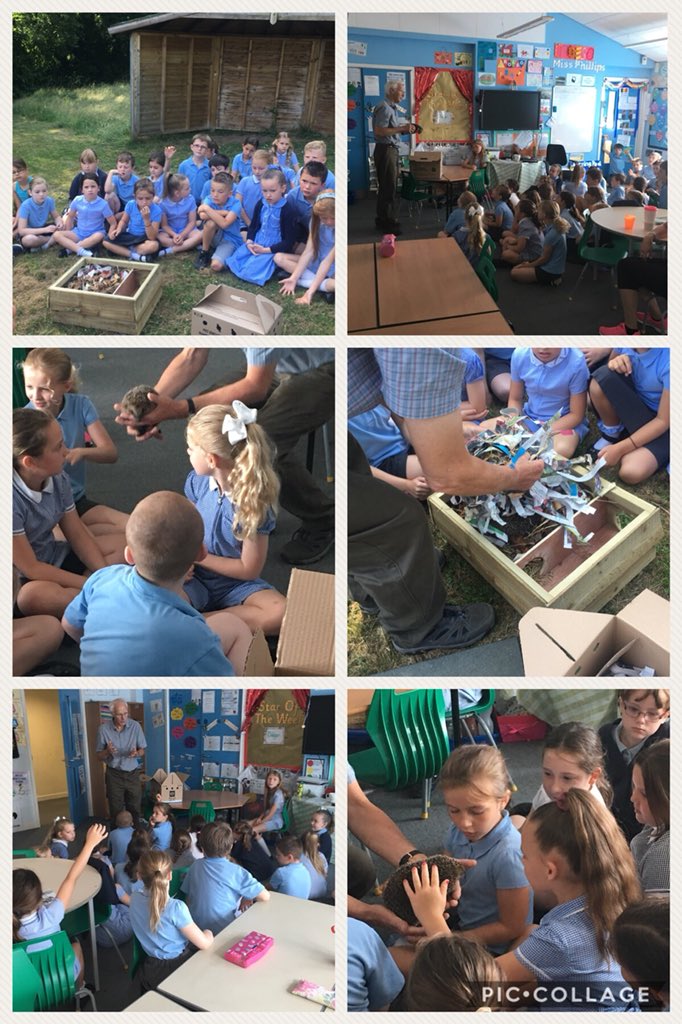 The year 3’s had a fantastic surprise this morning! The Hedgehog Helpline came in to release a female rescue hedgehog into the forest school🦔🍃We learnt so much about hedgehogs and what they need to survive. Diolch @HedgehogHelpSEW ! @Griff_Y3_4 @Griff_HEAD