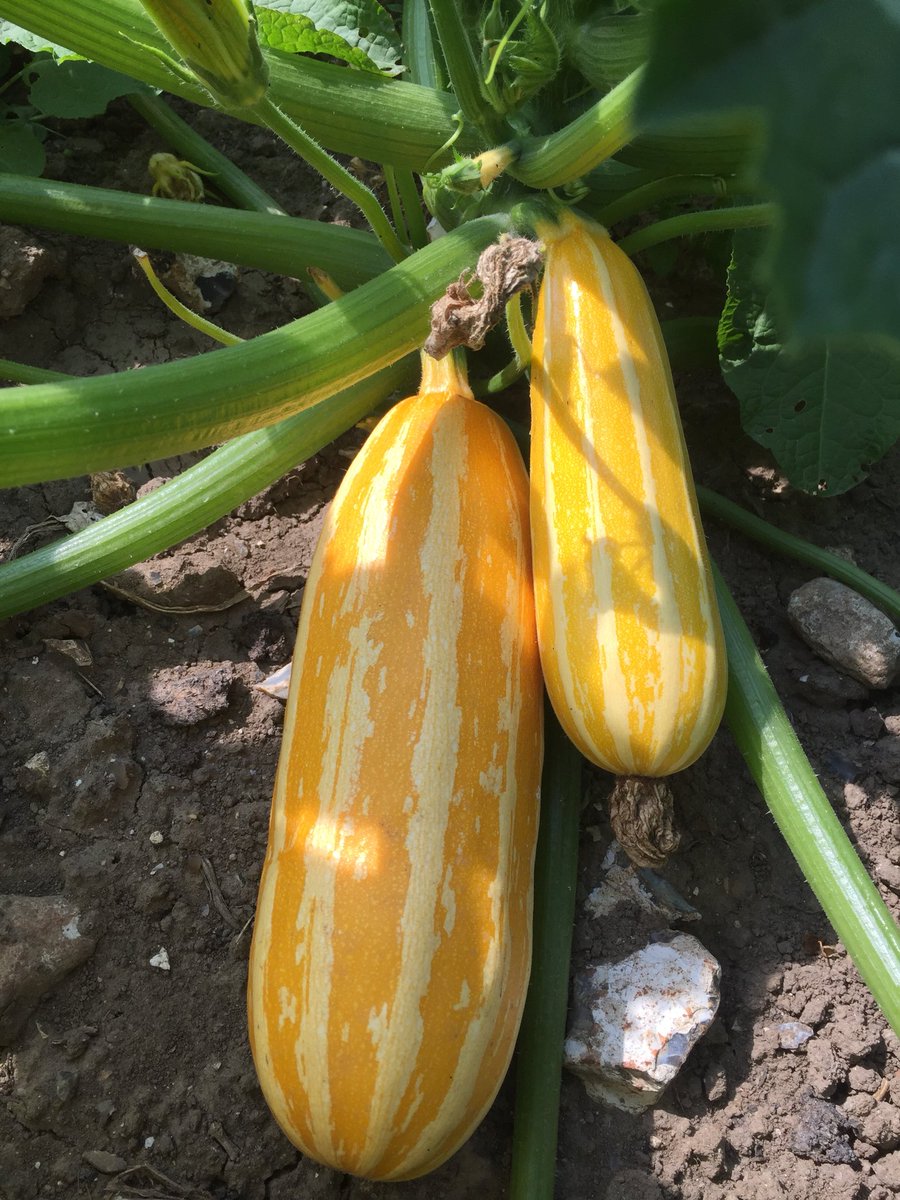 TheWonkyParsnip's tweet image. Loveee these!!!! Yellow stripy marrow 🤤 #marrow #localfood #britishproduce
