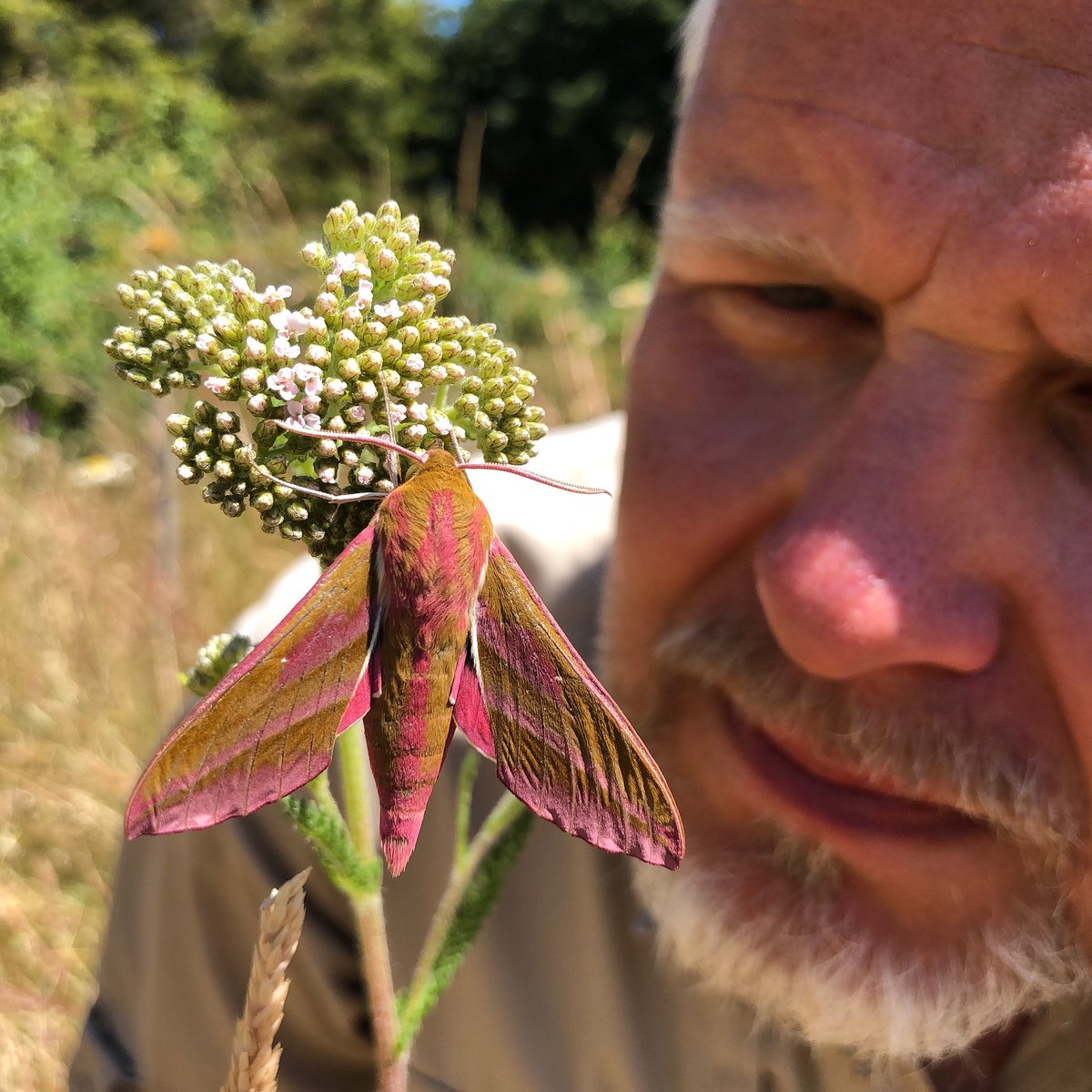 Spent the morning chasing pink elephants. #moths #suffolk #FroizeUncovered