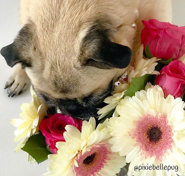 Take time to smell the flowers today... and if that doesn’t help, eat ‘em... 😊🌷😋
.
.
.
#pixiebellepug #pug #dogs #doguillo #mops #carlin #carlino #puglife #weeklyfluff #cute #petinsider #dogsanddaisies ift.tt/2lL6OTA